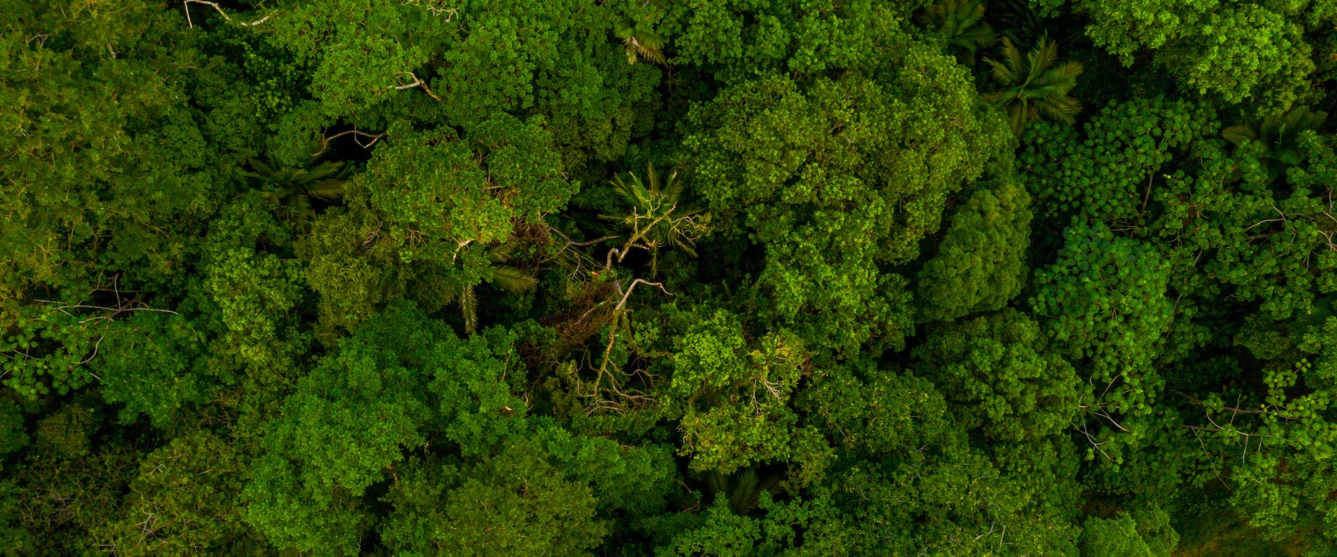 Link permanente para: Incentivar o plantio de 21 milhões de árvores até 2030 Link permanente para: Incentivar o plantio de 21 milhões de árvores até 2030